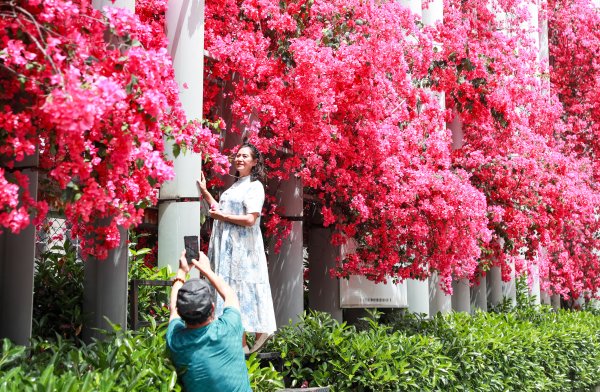 创元网 成都学校外墙三角梅怒放 市民争相打卡“初夏花瀑”