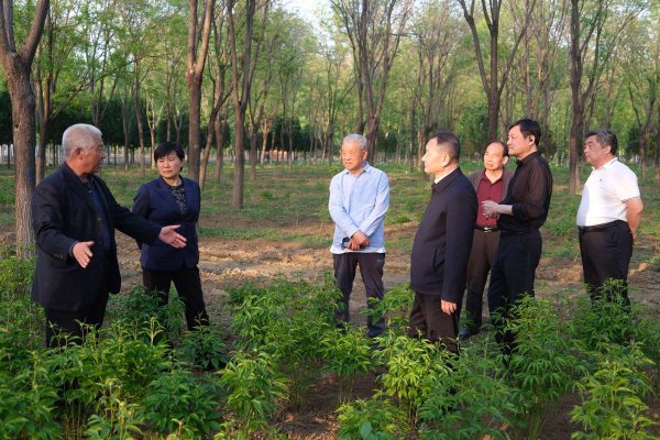 米牛配资 北京平谷：打造林药旅融合新样本