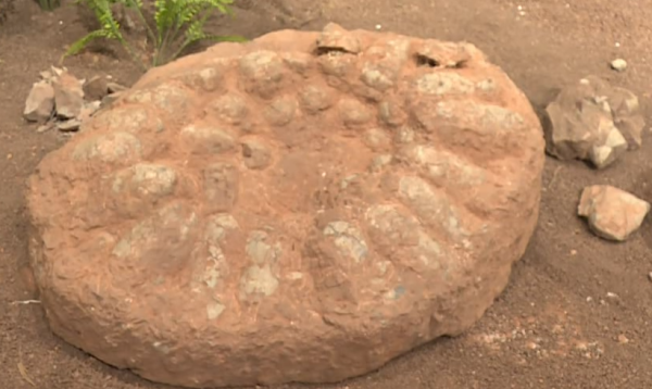 广盛网 广东一男子捐赠36枚恐龙蛋化石，最大直径18厘米，曾守护长达35年！