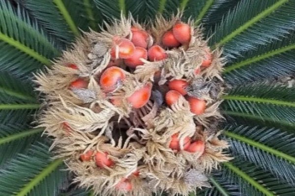 大发配资 男子小区捡凤凰蛋熬汤喝后紧急送医 误食有毒铁树果